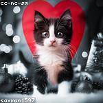 Amos Robel Profile Picture